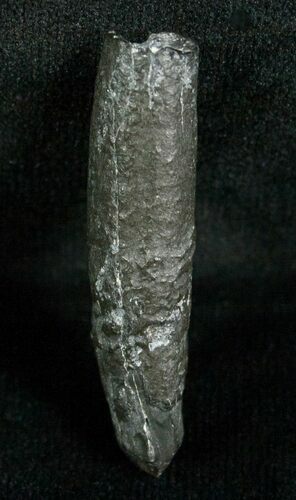 Miocene Aged Fossil Whale Tooth - #5666